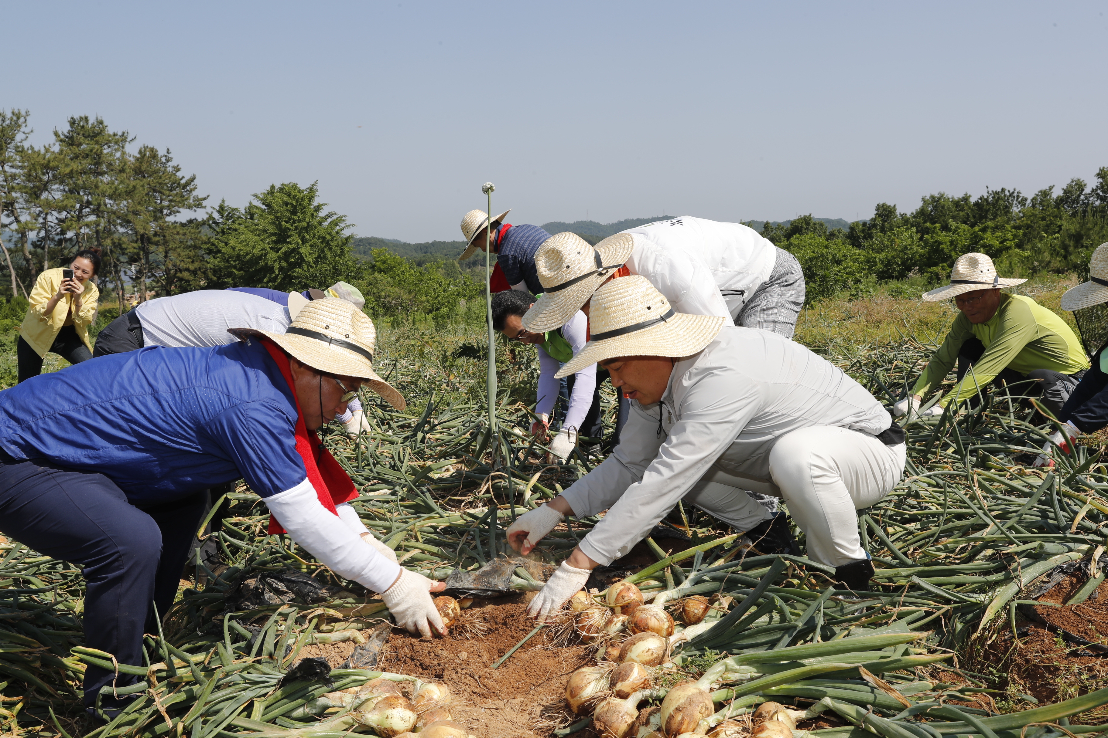 농촌일손돕기  1