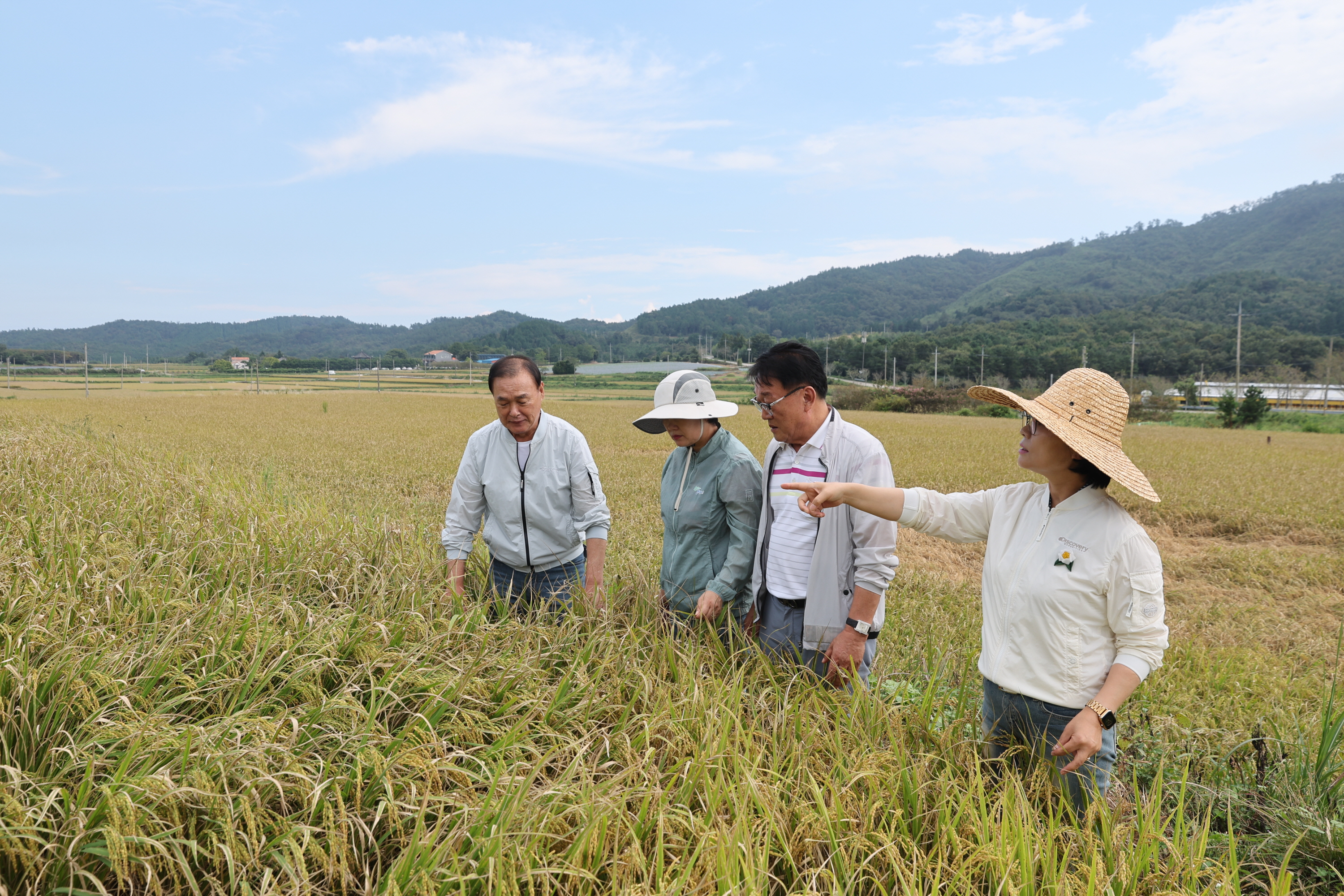 2024년 9월 17일 벼멸구 피해 현장 방문 1