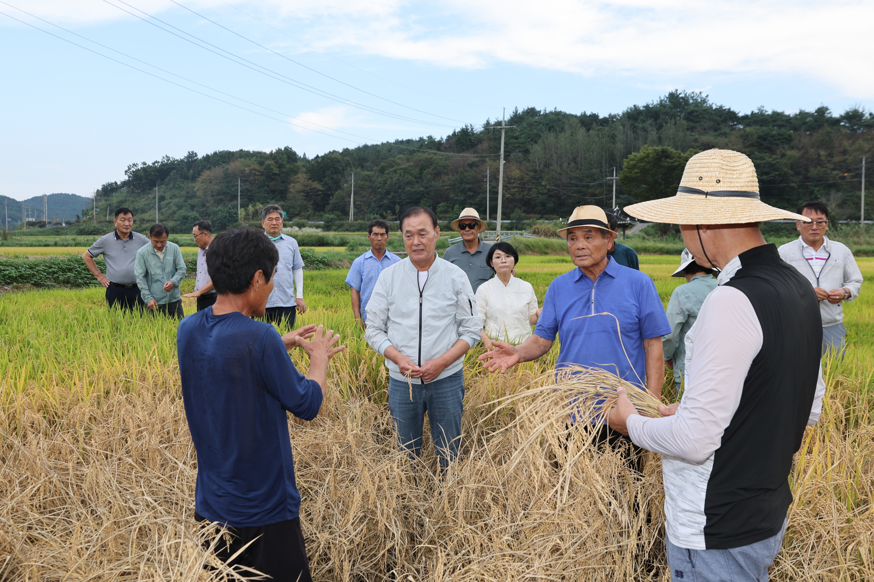 2024년 9월 17일 벼멸구 피해 현장 방문 3