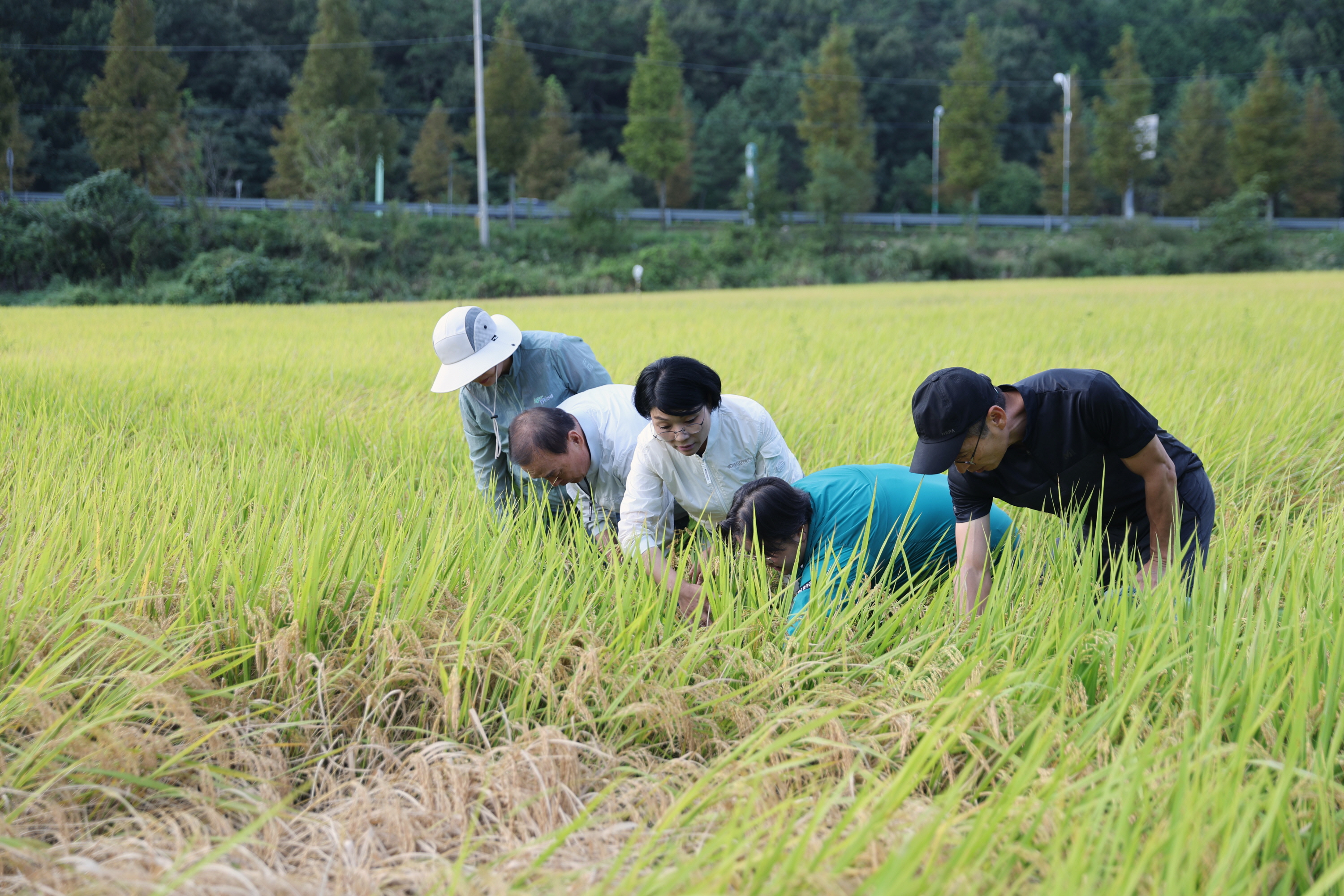 2024년 9월 17일 벼멸구 피해 현장 방문 5