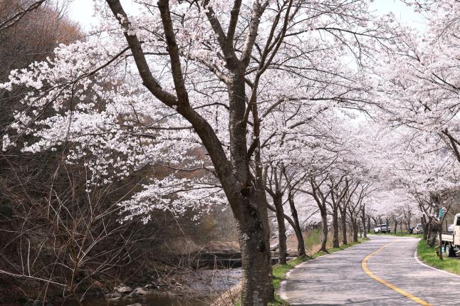 제13회 보성벚꽃축제 및 제22회 문덕면민의 날 2